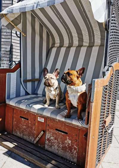 Challenge 41 - Mein Hund im Urlaub-Beitrag-Bild