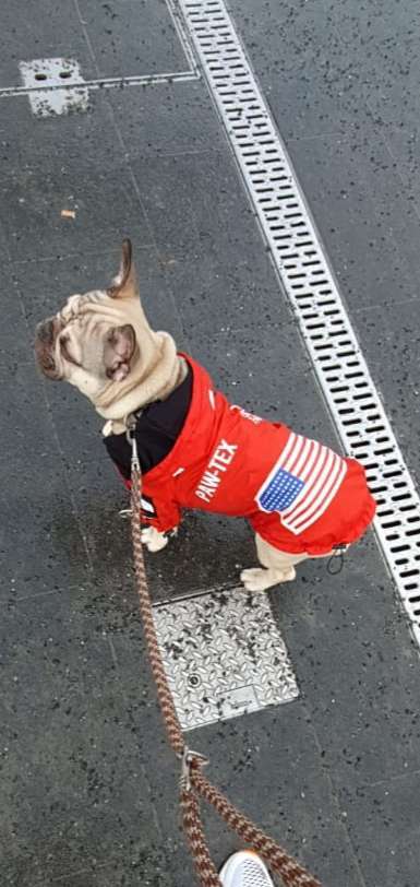 Die Dogorama Wochen Challenge-Beitrag-Bild