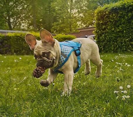 Challenge Nr. 16         Dynamik - Dein Hund in Bewegung-Beitrag-Bild