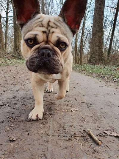 Zeigt her eure Frenchi-Beitrag-Bild