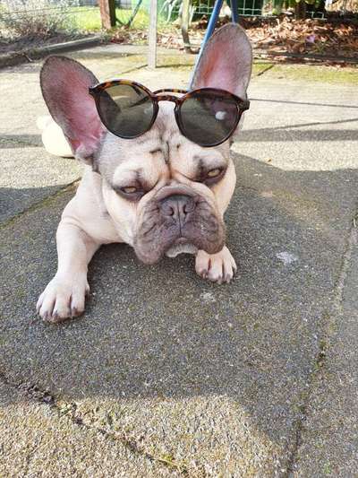 Die Dogorama Wochen Challenge: “Dein Hund im Urlaub”-Beitrag-Bild