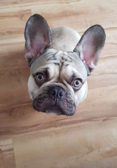 Die besten Hundeblicke 🐾❤️-Beitrag-Bild