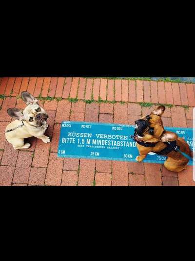 Französische Bulldoggen-Beitrag-Bild