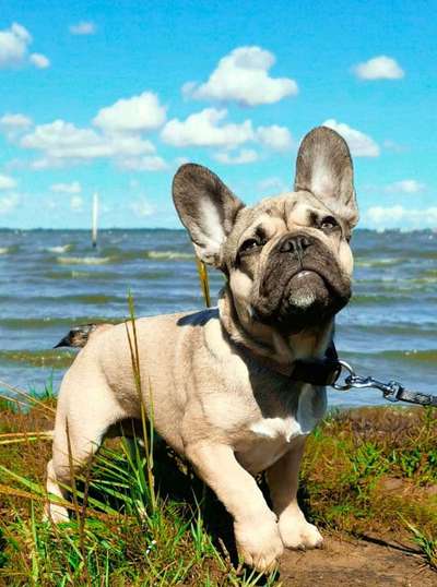 Dogorama Photo Challenge - Tierischer Urlaub-Beitrag-Bild