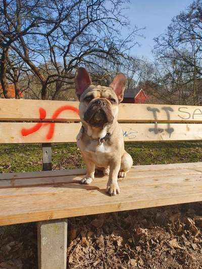 Die Dogorama Kalender Challenge Teil 3/4-Beitrag-Bild