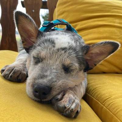 Hundetreffen-Welpentreff-Bild