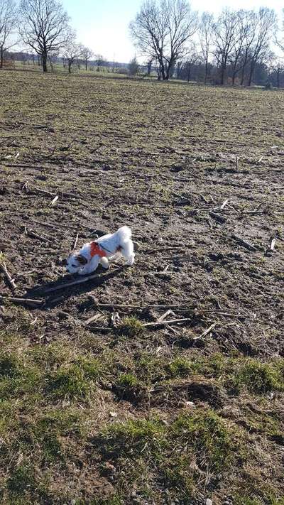 Hundetreffen-Spiel- und Spaßrunde-Bild