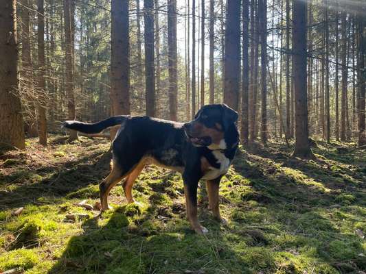 Schweizer Sennenhunde-Beitrag-Bild