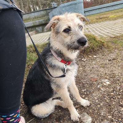 Hundetreffen-Welpentreff südlich von München (Starnberg/Wolfratshausen)-Bild