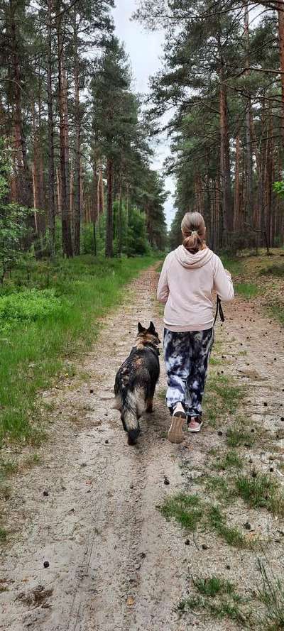 Alles rund um den Schäferhund, diskutieren erwünscht.-Beitrag-Bild