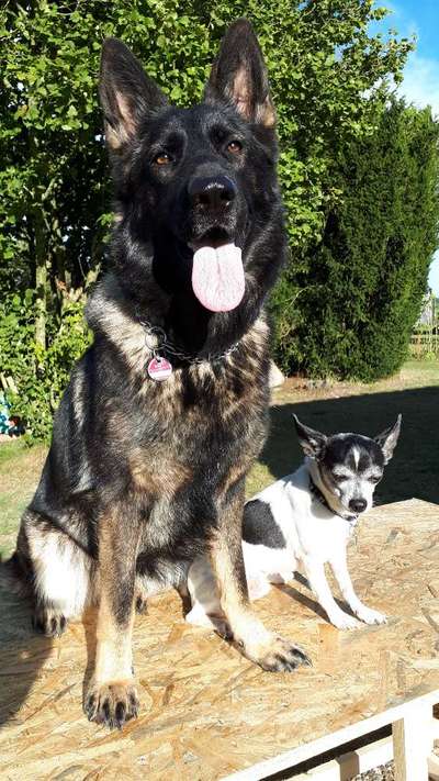 Alles rund um den Schäferhund, diskutieren erwünscht.-Beitrag-Bild