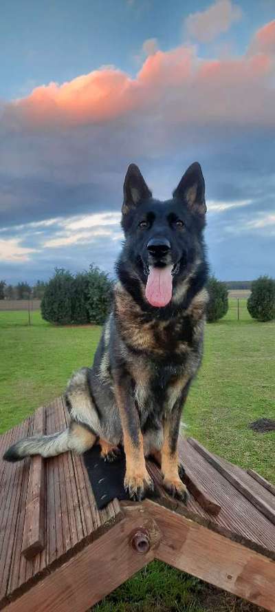 Alles rund um den Schäferhund, diskutieren erwünscht.-Beitrag-Bild