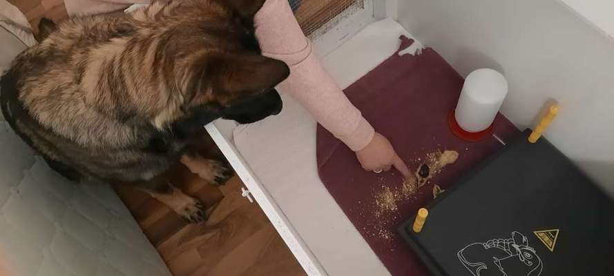 Hund an Hühner/Küken gewöhnen-Beitrag-Bild