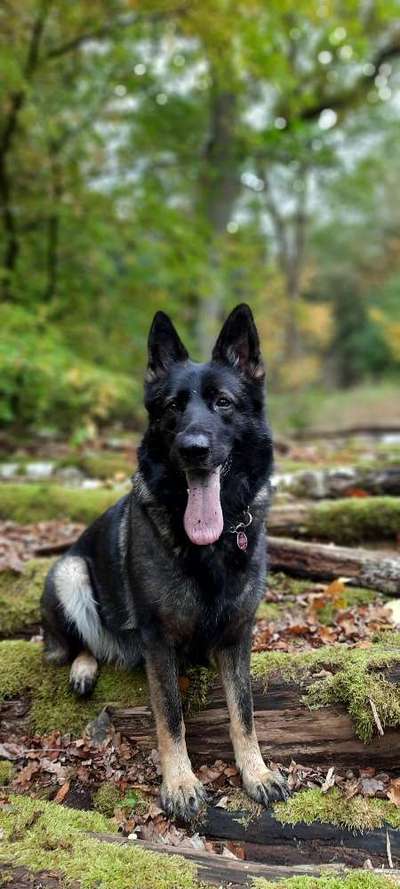 Schäferhund-Fans?-Beitrag-Bild