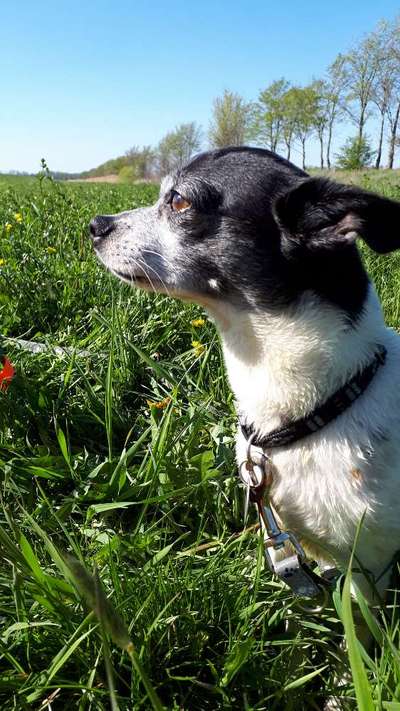 Mischlingshunde Foto Aufruf-Beitrag-Bild