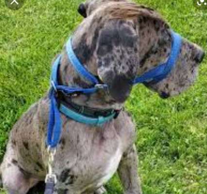 Alles rund um den Schäferhund, diskutieren erwünscht.-Beitrag-Bild