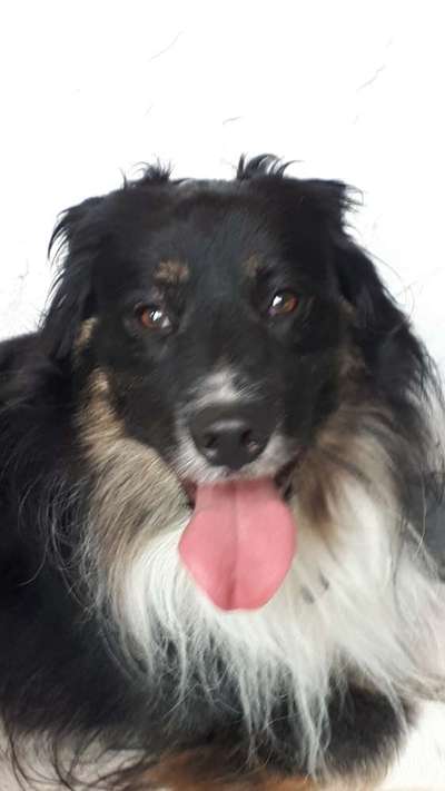 Rasseraten mit Daisy-Beitrag-Bild