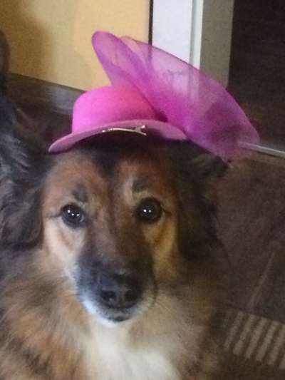 Dogorama Photo Challenge - Tre Chic!-Beitrag-Bild