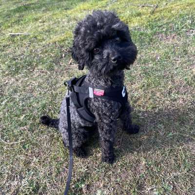 Hundetreffen-Pudel oder Kleinhunde Viersen-Bild