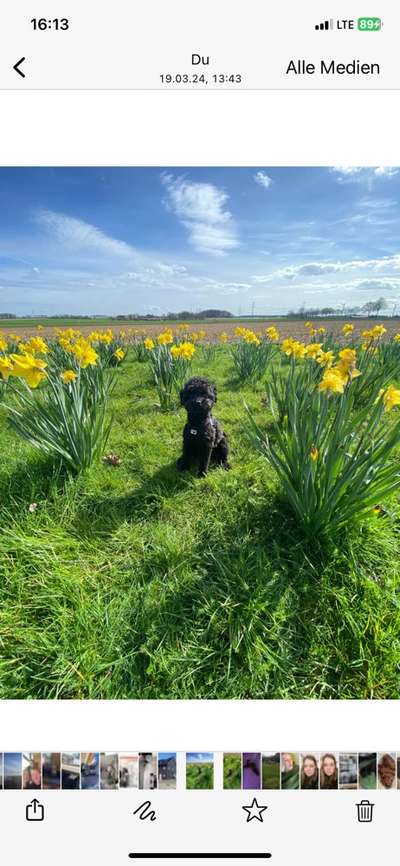Hundetreffen-Spieltreffen/Gassirunden kleine Rassen-Bild