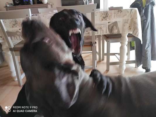 Lustigsten Grimassen von euren Hunden-Beitrag-Bild