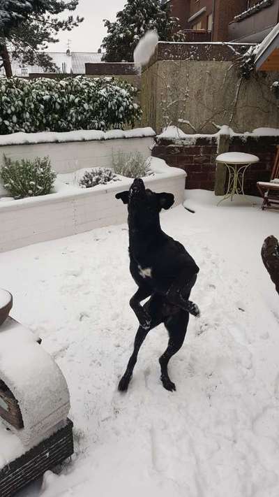 Die Dogorama Kalender Challenge Teil 2/4-Beitrag-Bild