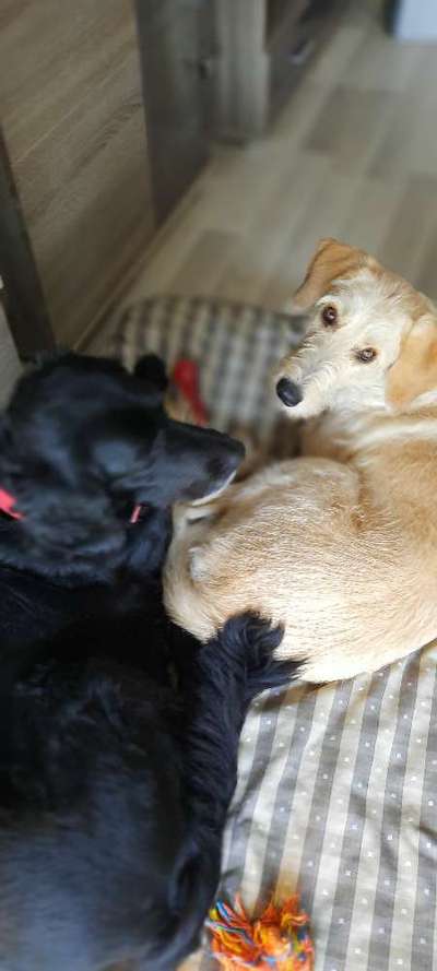 Dogorama Photo Challenge - Die besten Hundebuddys-Beitrag-Bild