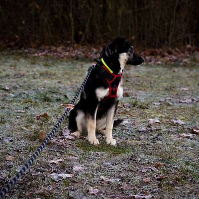 Hundetreffen-Treffen zum Spiele oder Gassi gehen-Bild