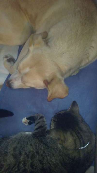 Bilder Hund und andere Tiere-Beitrag-Bild