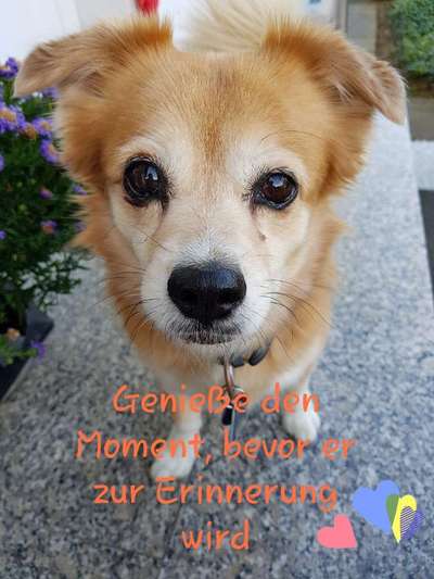 Dogorama Photo Challenge - Hundeblick zum hinschmelzen-Beitrag-Bild