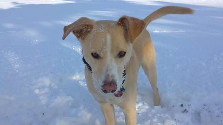 Tierschutzhund ist meine Lieblingsrasse-Beitrag-Bild