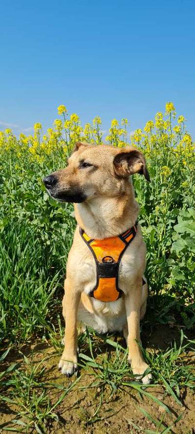 Die Dogorama Monats Challenge "Es grünt und blüht"-Beitrag-Bild