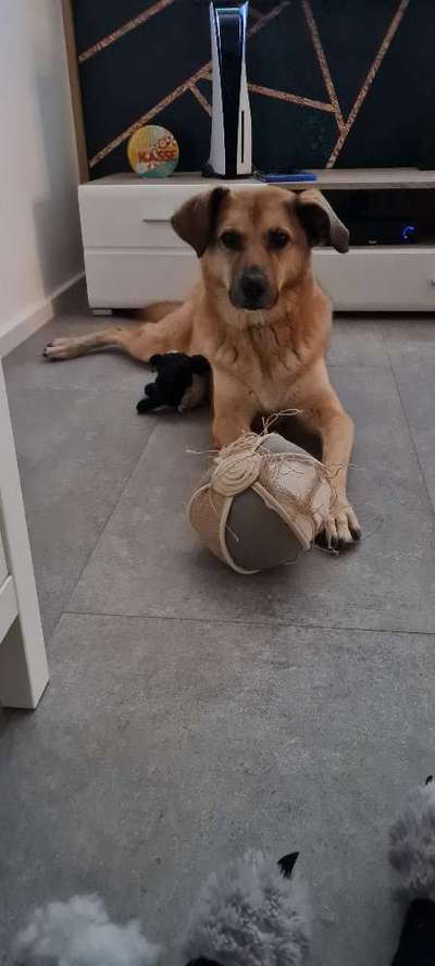 Wo sind die Mischlinge?-Beitrag-Bild