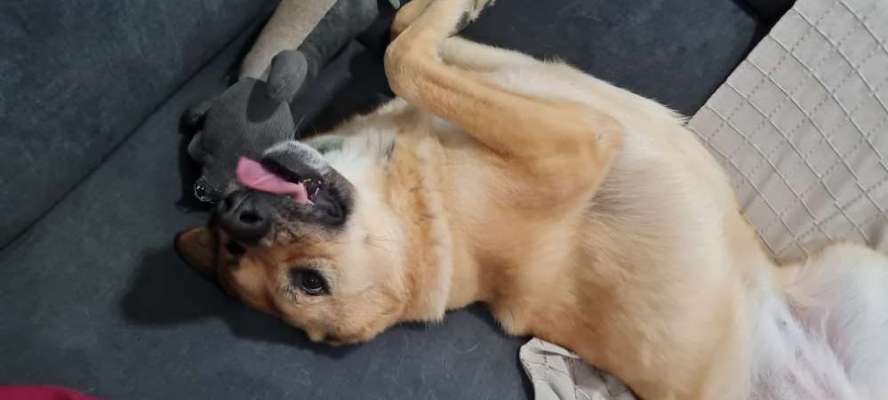 Lustigsten Bilder-Beitrag-Bild