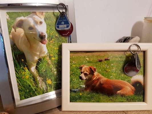 Unsere Fellnasen im Regenbogenland-Beitrag-Bild