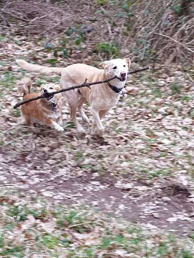 Fotochallenge No. 26                                     Wald und Wiese-Beitrag-Bild