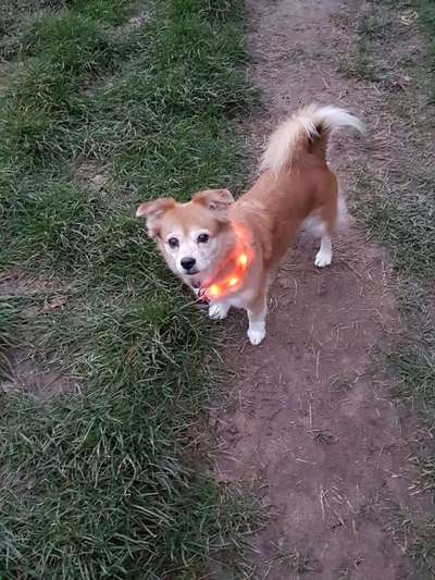 Tierschutzhund ist meine Lieblingsrasse-Beitrag-Bild