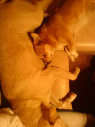 Zweiter Hund zieht ein🐶-Beitrag-Bild