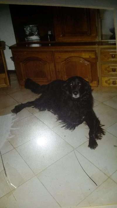 Kleiner Münsterländer!-Beitrag-Bild