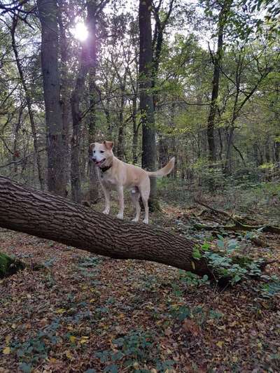 Labradorfans-Beitrag-Bild