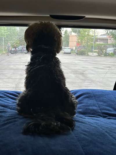 149. Foto Challenge: Wer ist hier der Boss!-Beitrag-Bild