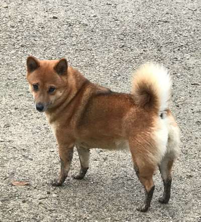 Hundetreffen-Gassitreff bei Uwe-Seeler-Halle bei TT-Platten-Bild