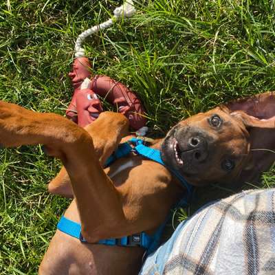 Hundetreffen-Rhodesian Ridgebacks in Oberkassel/Niederkassel für Sozialisierung gesucht-Bild