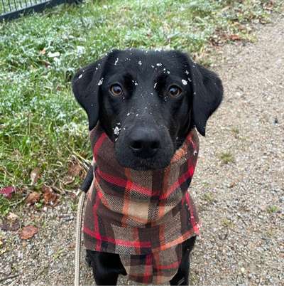 Hundetreffen-Spazieren, Trainieren und Spielen-Bild