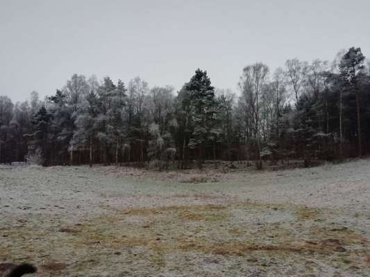 Hundeauslaufgebiet-Wiese am Schmalseeparkplatz-Bild