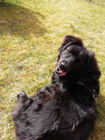 Auslandstierschutz-Beitrag-Bild