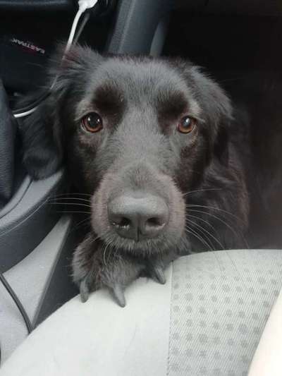 Dogorama Photo Challenge - Hundeblick zum hinschmelzen-Beitrag-Bild