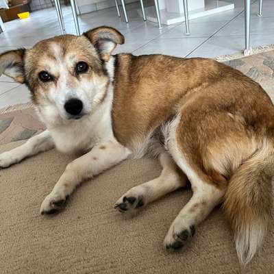 Hundetreffen-Spieltreffen-Bild