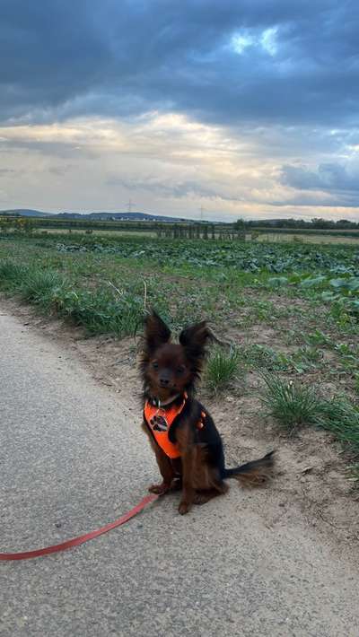 TierschutzhundeStammtisch🐕-Beitrag-Bild