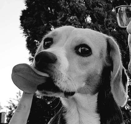 Fotochallenge Nr. 59 - Mein Hund zeigt die Zunge-Beitrag-Bild